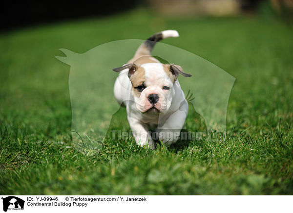 Continental Bulldog Puppy / YJ-09946