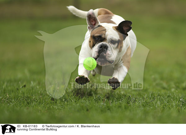 rennende Continental Bulldog / running Continental Bulldog / KB-01183