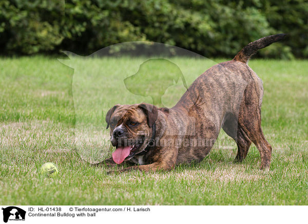 Continental Bulldog mit Ball / Continental Bulldog with ball / HL-01438