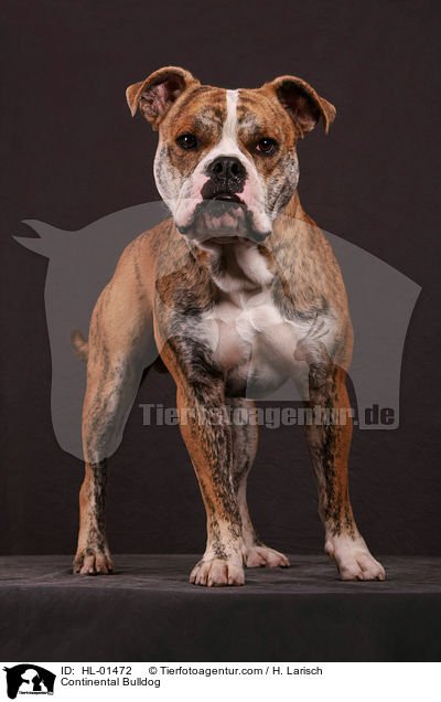 Continental Bulldog / HL-01472