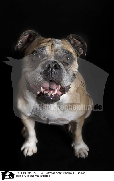 sitting Continental Bulldog / HBO-04377