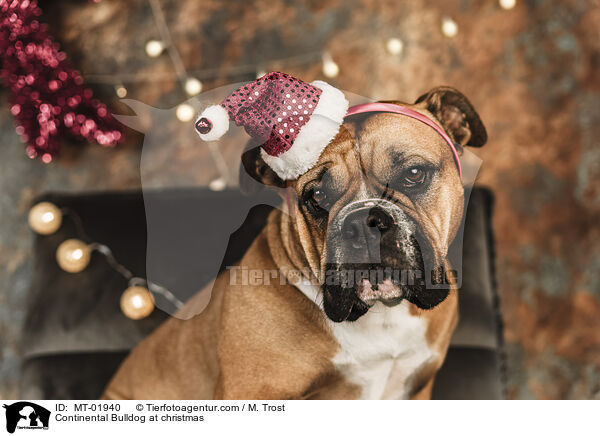 Continental Bulldog zu Weihnachten / Continental Bulldog at christmas / MT-01940