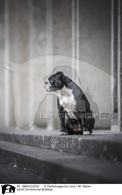 ausgewachsener Continental Bulldog / adult Continental Bulldog / MAH-03252