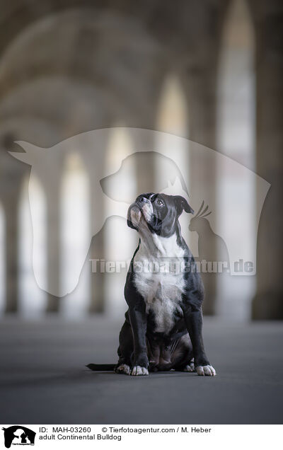 ausgewachsener Continental Bulldog / adult Continental Bulldog / MAH-03260