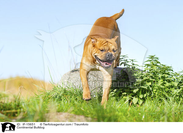 Continental Bulldog / IF-15651