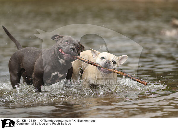 Continental Bulldog und Franzsische Bulldogge / Continnental Bulldog and Frech Bulldog / KB-16430