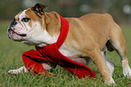 running Continental Bulldog