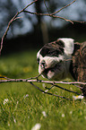 Continental Bulldog Puppy