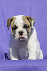 Continental Bulldog Puppy