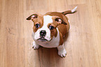 Continental Bulldog Puppy