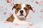 Continental Bulldog Puppy