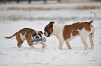 2 Continental Bulldogs