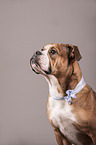 Continental Bulldog Portrait