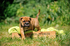 Continental Bulldog Puppy