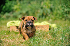 Continental Bulldog Puppy