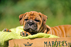 Continental Bulldog Puppy