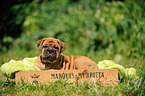 Continental Bulldog Puppy