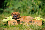 Continental Bulldog Puppy