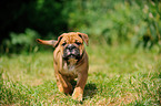 Continental Bulldog Puppy