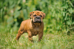 Continental Bulldog Puppy