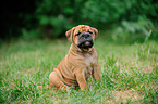 Continental Bulldog Puppy