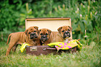 Continental Bulldog Puppies