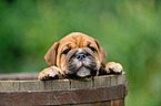 Continental Bulldog Puppy