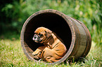 Continental Bulldog Puppy