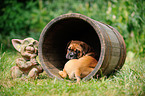 Continental Bulldog Puppy