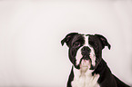 Continental Bulldog Portrait