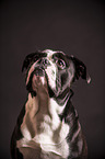 Continental Bulldog Portrait