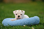 Continental Bulldog Puppy