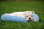 Continental Bulldog Puppy