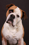 Continental Bulldog Portrait