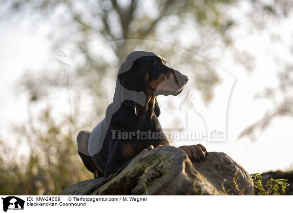 Coonhound / black-and-tan Coonhound / MW-24009