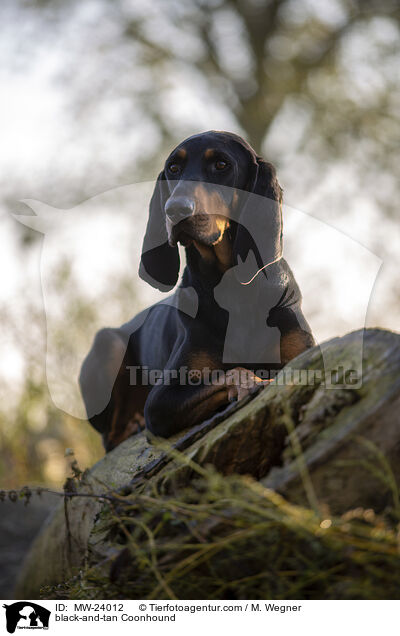 Coonhound / black-and-tan Coonhound / MW-24012
