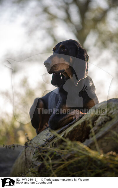 Coonhound / black-and-tan Coonhound / MW-24013