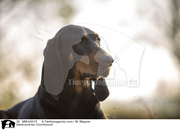 Coonhound / black-and-tan Coonhound / MW-24015