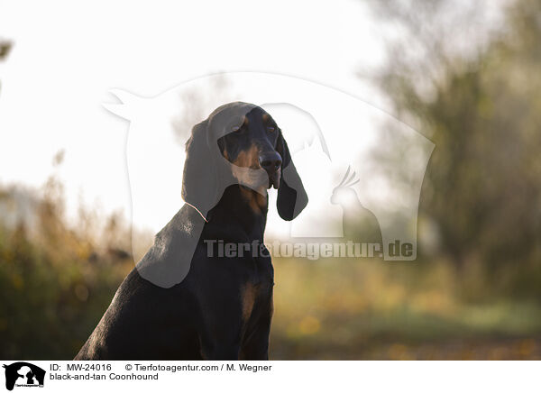 Coonhound / black-and-tan Coonhound / MW-24016