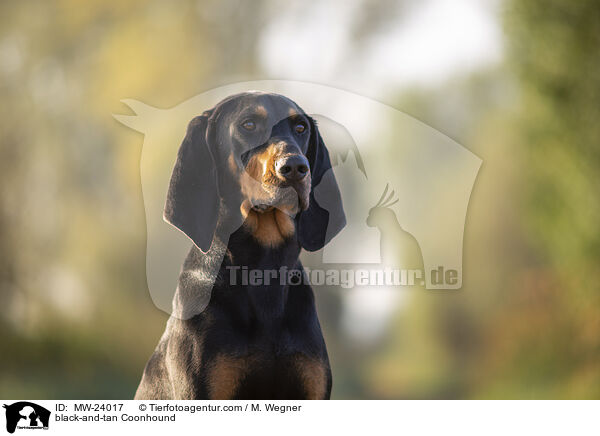 Coonhound / black-and-tan Coonhound / MW-24017