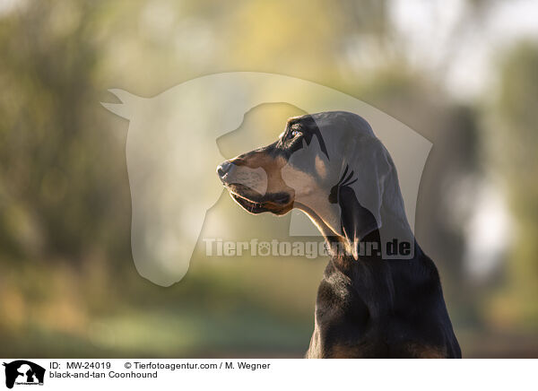 Coonhound / black-and-tan Coonhound / MW-24019