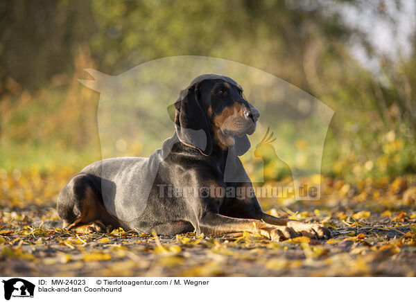 Coonhound / black-and-tan Coonhound / MW-24023