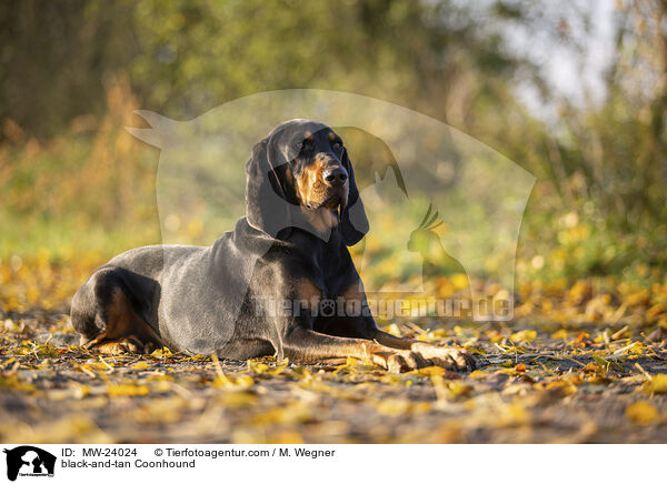 Coonhound / black-and-tan Coonhound / MW-24024
