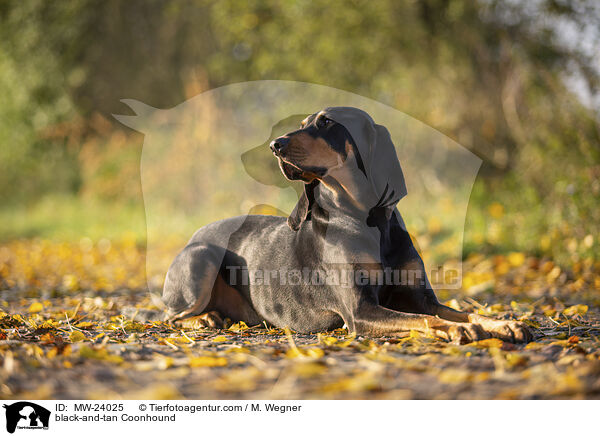 Coonhound / black-and-tan Coonhound / MW-24025