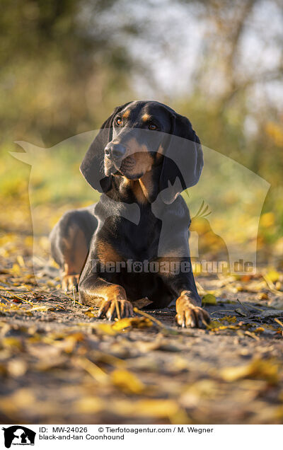 Coonhound / black-and-tan Coonhound / MW-24026