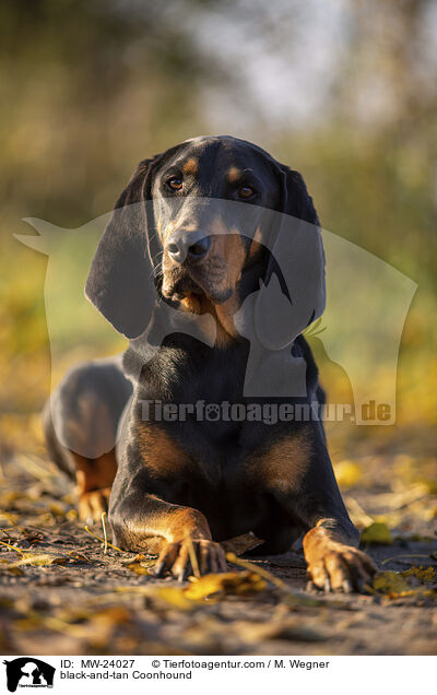 Coonhound / black-and-tan Coonhound / MW-24027