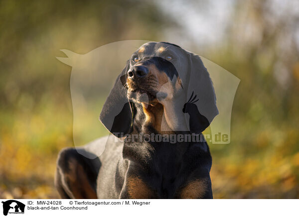 Coonhound / black-and-tan Coonhound / MW-24028