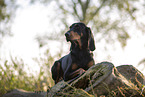 black-and-tan Coonhound