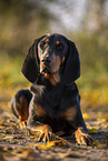 black-and-tan Coonhound