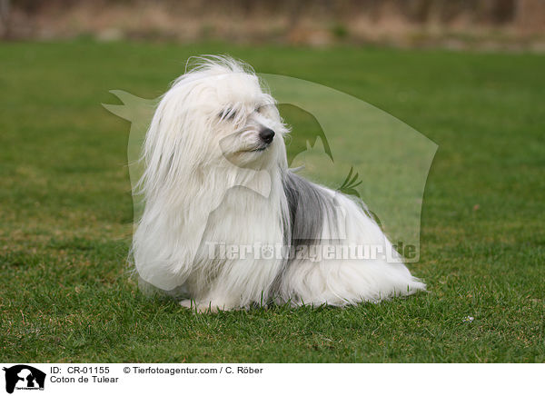 Coton de Tulear / Coton de Tulear / CR-01155